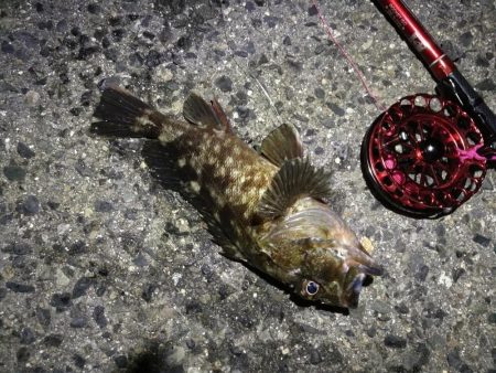 2021/10/10 南港ヘチ釣り（根魚狙い）