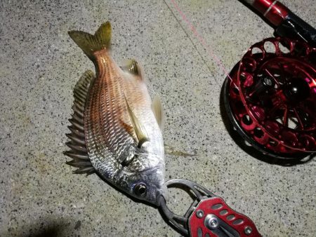 2021/10/14 南港ヘチ釣り