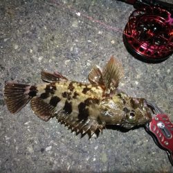 2021/10/15 南港ヘチ釣り（根魚狙い）