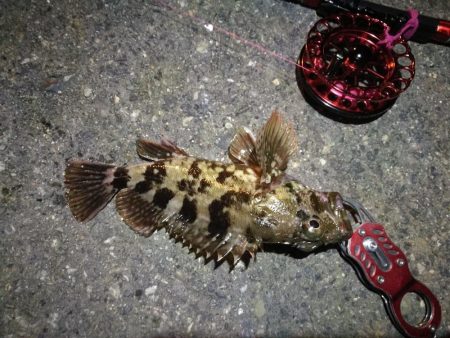 2021/10/15 南港ヘチ釣り（根魚狙い）