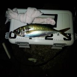 (尺アジ)フロートゲーム