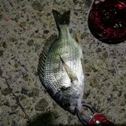 2021/10/17 南港ヘチ釣り