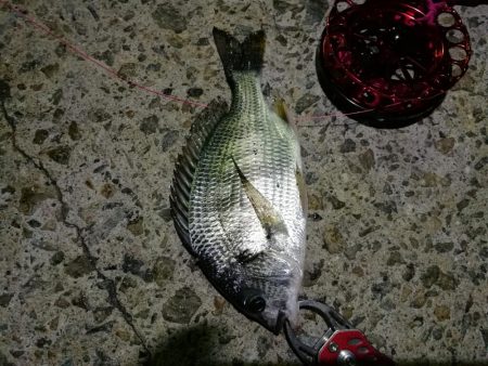 2021/10/17 南港ヘチ釣り