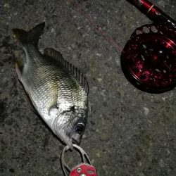 2021/10/18 南港ヘチ釣り(根魚狙い)