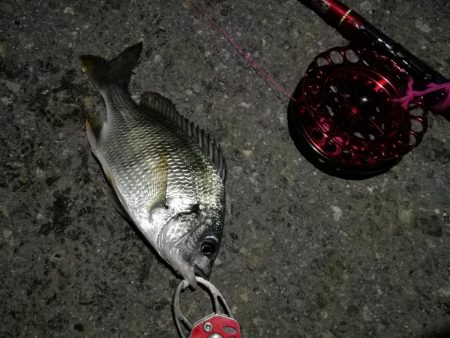 2021/10/18 南港ヘチ釣り（根魚狙…