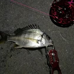 2021/10/21 南港ヘチ釣り