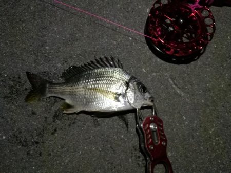 2021/10/21 南港ヘチ釣り