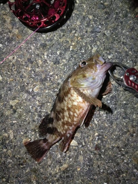 2021/10/22 南港ヘチ釣り（根魚狙い）