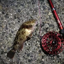 2021/10/24 南港ヘチ釣り