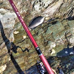 フカセ‥最高ですネ・・