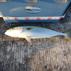 渋い中のワンチャンでメジロ。