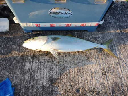 渋い中のワンチャンでメジロ。