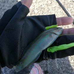 2021/10/30 須磨海岸~漁港ちょい投げ釣り