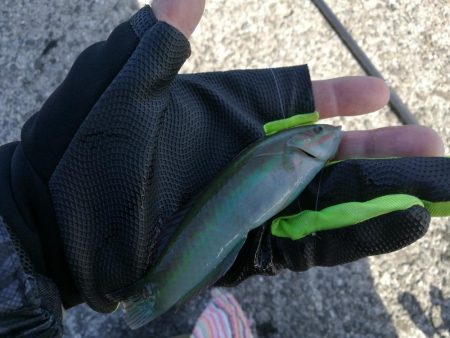 2021/10/30 須磨海岸~漁港ちょい投げ釣り