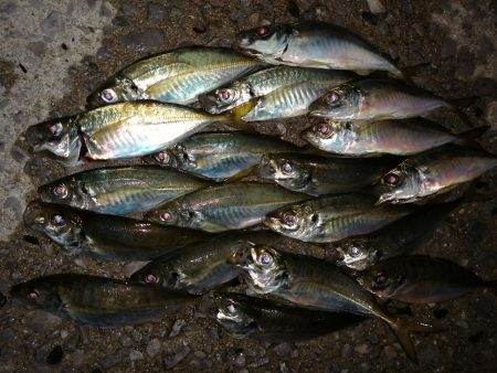 何ヶ月ぶりかの尺