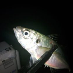 (尺アジ)フロートゲーム