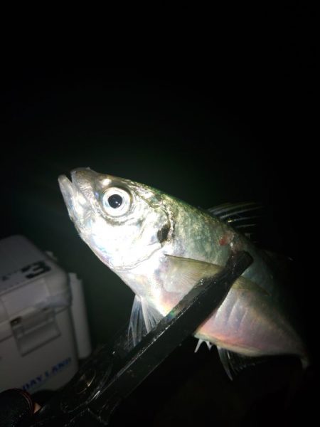 (尺アジ)フロートゲーム