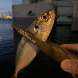 昨日のホゲと今日のアジ