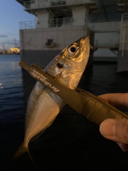 昨日のホゲと今日のアジ