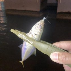 豆アジ釣果ですが
