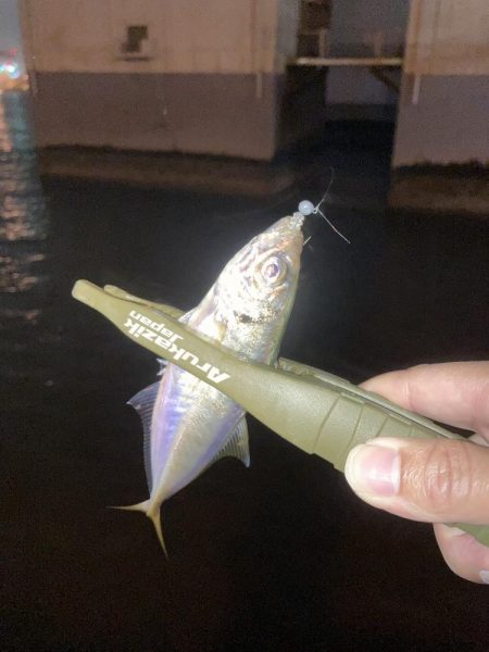 豆アジ釣果ですが