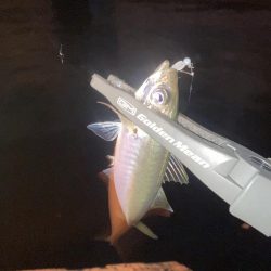 舞洲活性低いけどやや復調 と スローなアジングのライン選択