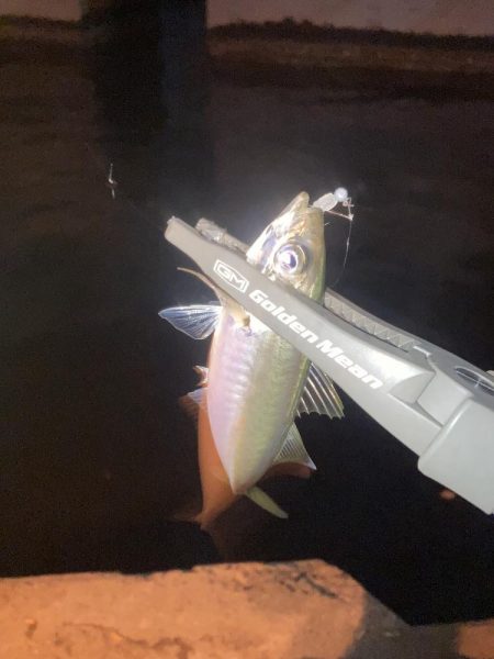 舞洲活性低いけどやや復調 と スローなアジングのライン選択