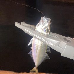 ヨコシマなアジング