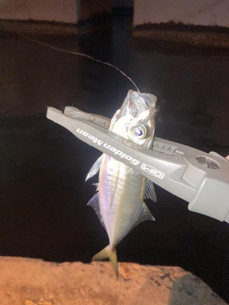 ヨコシマなアジング