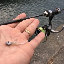 無限豆アジング