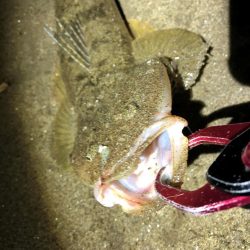 まだまだマゴチ