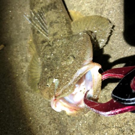 まだまだマゴチ