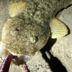 フラットフィッシュ　３種盛り