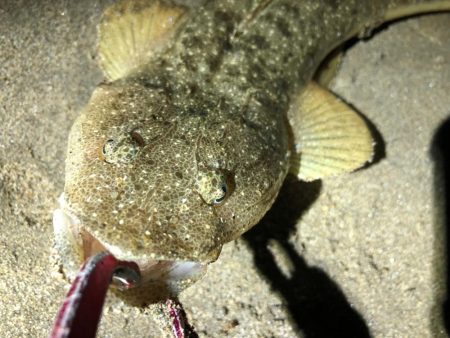 フラットフィッシュ　３種盛り