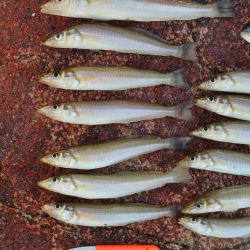 好天のキス釣り