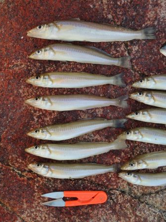 好天のキス釣り
