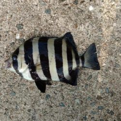 エビ撒き釣りで好釣果!!