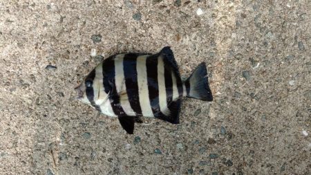 エビ撒き釣りで好釣果!!