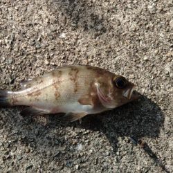 エビ撒き釣りで尺アジGET！！