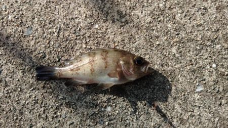 エビ撒き釣りで尺アジGET！！