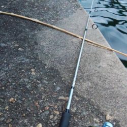 ぶらシーバス！！