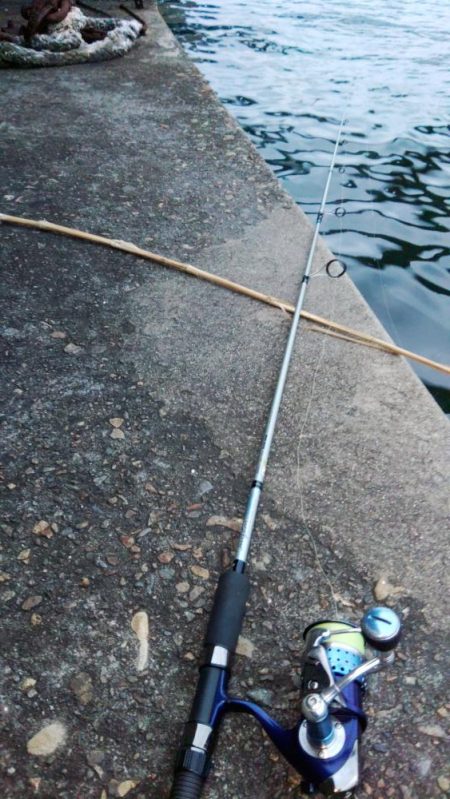 ぶらシーバス！！