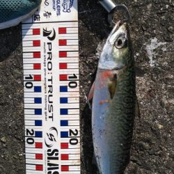 メジロ、ハマチ、大サバ！