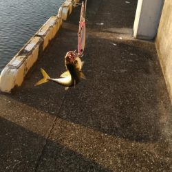 サバ、サバ、サバ!