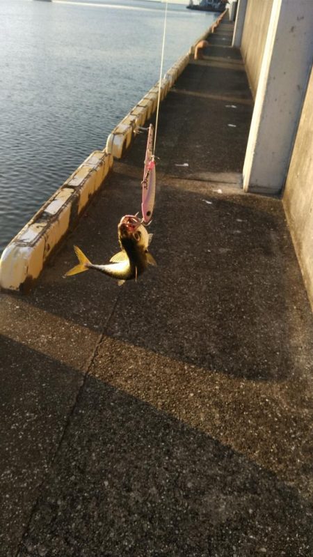 サバ、サバ、サバ!