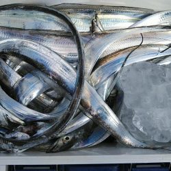 泉州丸　釣果