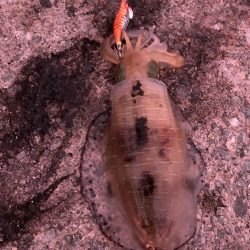 2021 佐渡ヶ島エギング 22回目