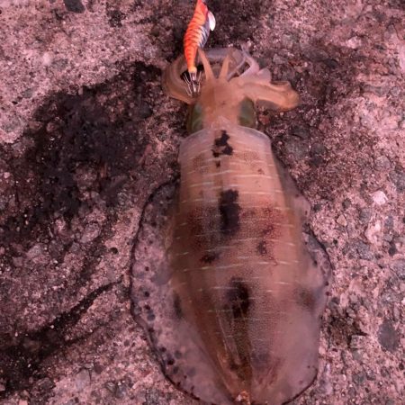 2021 佐渡ヶ島エギング 22回目