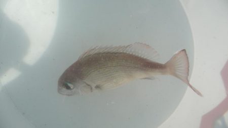 サビキとひき釣り