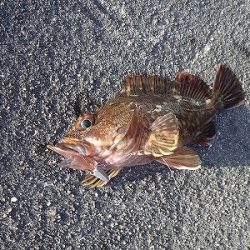 爆釣！ガシラ&アコウ！